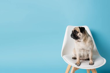 pug dog beyaz sandalyede oturuyor ve mavi arkaplanda fotokopi çekiliyor.