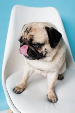 Mavi arka planda sandalyede otururken burnu yalayan pug köpeğinin görüntüsünü kapat