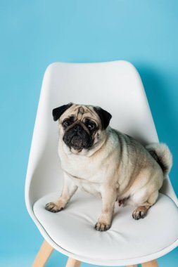 Mavi arka planda beyaz sandalyede otururken kameraya bakan komik pug köpeği