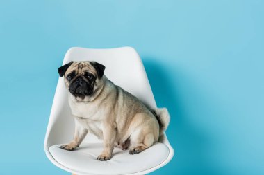 Komik, geyik rengi pug mavi arka planda beyaz sandalyede oturuyor