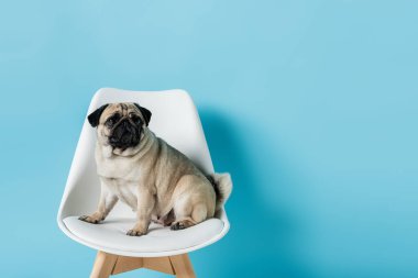 Beyaz sandalyede köpek oturuyor ve mavi arka plana bakıyor.