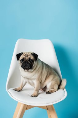 Beyaz sandalyede oturan komik köpek ve mavi arka plandaki kameraya bakıyor.