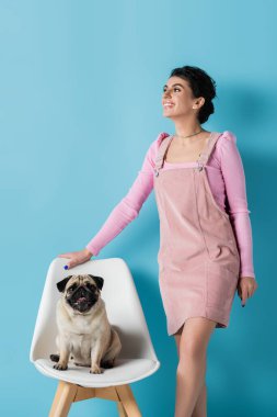 happy and stylish woman looking away near pug on white chair on blue background clipart