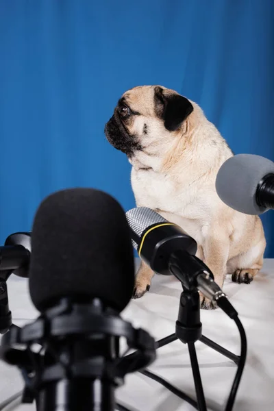 Pug Dog Mavi Arka Planda Çeşitli Mikrofonların Yanında Oturuyor — Stok fotoğraf