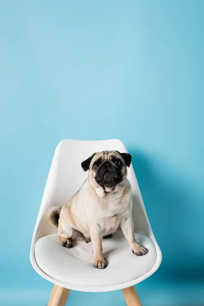 White Chair Fawn Color Pug Dog Sitting Blue Background — Stock Photo, Image