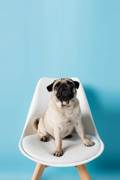 Fawn Color Pug Sitting Chair Looking Away Blue Background — Stock Photo, Image