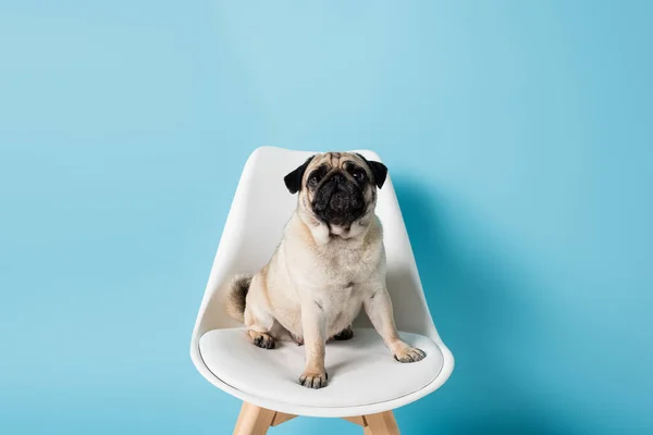 White Chair Funny Pug Dog Blue Background — Stock Photo, Image