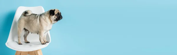 Голубой Мопс Стоящий Белом Стуле Смотрящий Сторону Голубом Фоне Баннер — стоковое фото