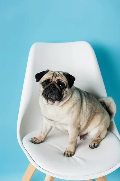 Funny Pug Dog Looking Camera While Sitting White Chair Blue — Stock Photo, Image