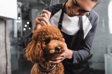 positive african american groomer doing haircut to brown poodle in pet salon clipart