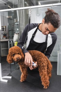 Önlüklü Afro-Amerikan evcil hayvan berberi tımar masasında köpek pençeleri kesiyor.
