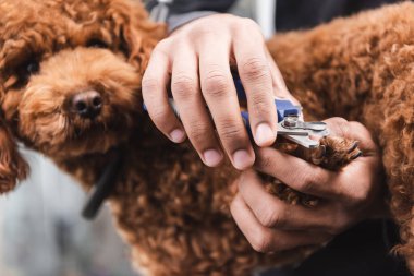partial view of african american man cutting claws of poodle in grooming salon clipart