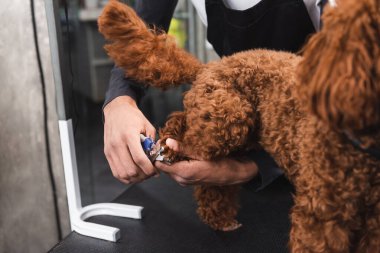 Afro-Amerikan bir adamın kuaförde kahverengi köpek pençeleri keserken kısmi görüntüsü