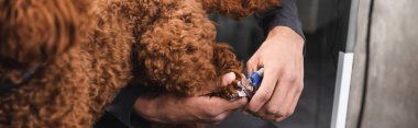 partial view of african american groomer cutting claws of brown dog in salon, banner clipart