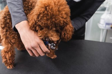 partial view of african american man cutting claws of brown poodle in salon clipart