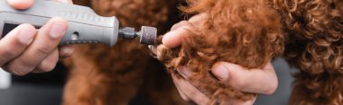 cropped view of african american man polishing nails of brown dog, banner clipart
