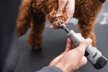 partial view of african american man polishing claws of brown dog in grooming salon clipart