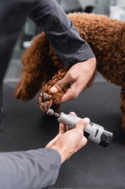 Afro-Amerikan bir adamın kahverengi köpeğin tırnaklarını tımar masasında parlatması kısmi bir bakış açısı