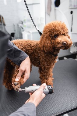 partial view of african american groomer polishing nails of brown poodle on grooming table clipart