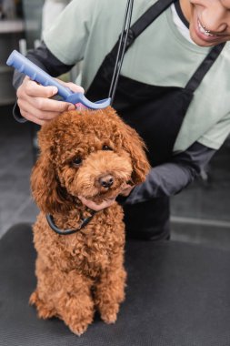 partial view of smiling african american groomer brushing brown poodle with slicker brush clipart