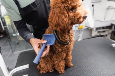 poodle sitting on grooming table near cropped african american groomer with slicker brush clipart