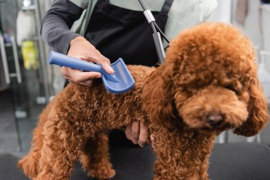 Afro-Amerikan bir adamın kuaförde fino köpeğini fırçalarkenki görüntüsü.