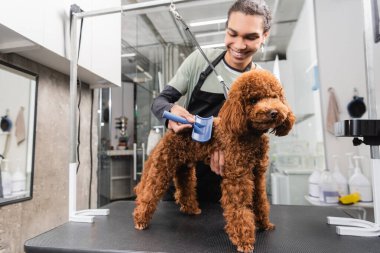 positive african american groomer brushing brown poodle in pet salon clipart