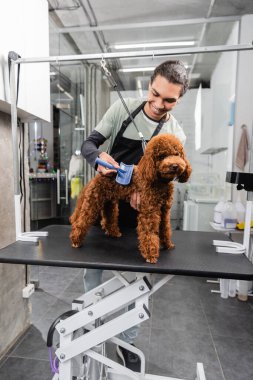 Neşeli Afro-Amerikan adam önlüklü fino köpeğini tımar masasında fırçalıyor.