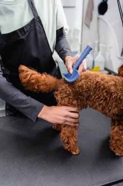 partial view of african american man grooming poodle with slicker brush clipart