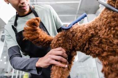 Afro-Amerikan tımarcısının kahverengi köpeği fırçalamasının düşük açılı görüntüsü