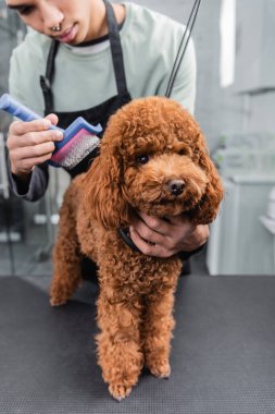 partial view of blurred african american groomer brushing brown poodle  clipart