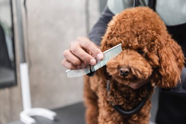 Afro-Amerikan kuaförünün evcil hayvan salonunda köpek ağızlık taramasına kısmi bakış açısı