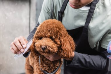 cropped view of young african american man brushing brown poodle in grooming salon clipart