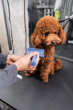 brown poodle sitting on grooming table near cropped african american man with slicker brush clipart