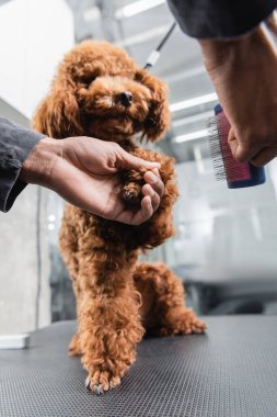 partial view of african american groomer holding slicker brush near brown poodle clipart