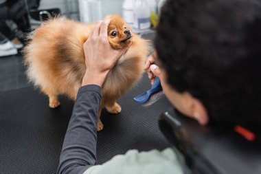 blurred african american groomer holding slicker brush near fluffy spitz on grooming table clipart