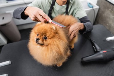 Afro-Amerikan tımarcısının evcil hayvan dükkanında Pomeranian Spitz fırçalamasına kısmi bakış açısı