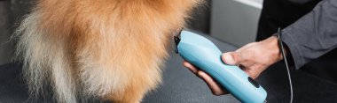 Afrika kökenli Amerikalı evcil hayvan kuaförünün elektrikli budayıcı ve pankartıyla köpek tımar edişinin kısmi görüntüsü