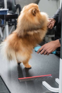 Afrika kökenli Amerikalı bir adamın, pomeranian spitz 'i tımar masasında budamasına kısmi bakış açısı