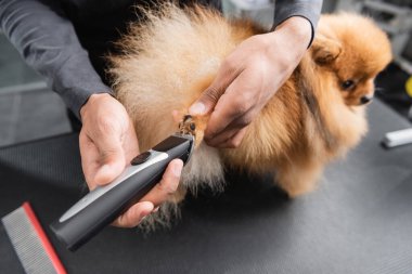 cropped view of african american groomer trimming paw of pomeranian spitz clipart
