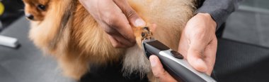 Afro-Amerikan evcil hayvan berberinin kürklü köpeği budaması, afiş