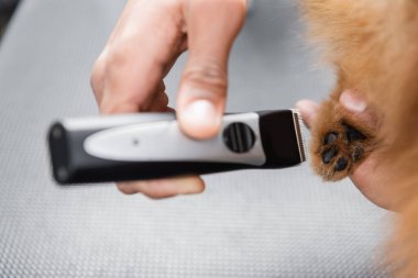 Afrika kökenli Amerikan tımarcısının elektrikli budayıcı ile köpek pençesini budamasına kısmi bakış açısı