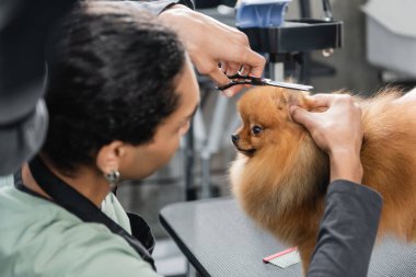 young african american groomer trimming pomeranian spitz with scissors clipart