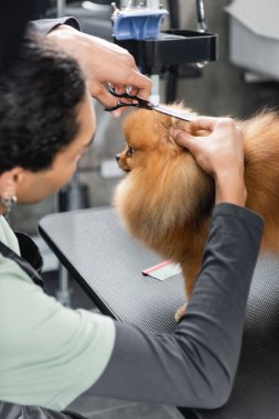 blurred african american man doing haircut to pomeranian spitz clipart