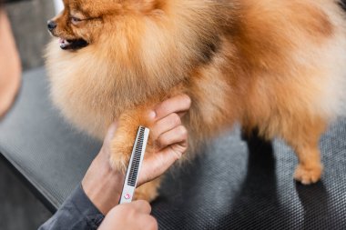 Afro-Amerikan tımarcısının pomeranian spitz patisini budaması.
