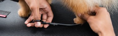 Afro-Amerikan evcil hayvan kuaförünün makas ve afişle köpeği budamasına kısmi bakış açısı