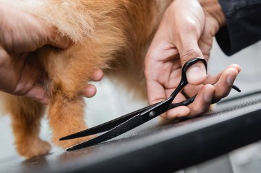 Afro-Amerikan kuaförünün makaslı tüylü köpekleri budadığı görüntüler.