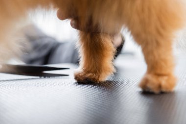 Bulanık arkaplanda kırpılmış tımarcının yakınındaki köpek pençelerinin görüntüsünü kapat