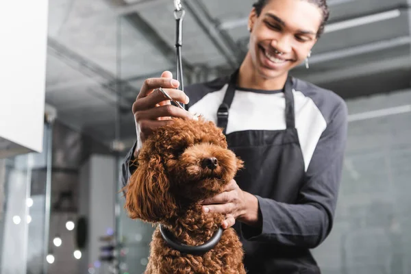 Wazig Afro Amerikaanse Man Glimlachend Buurt Van Bruine Poedel Grooming — Stockfoto