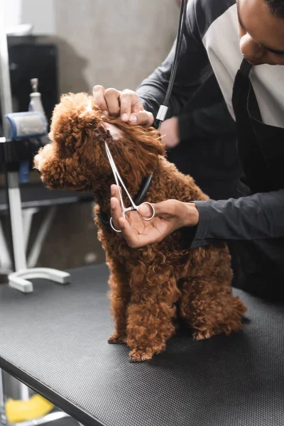 Vista Parcial Del Peluquero Afroamericano Recortando Oreja Caniche Mesa Aseo — Foto de Stock